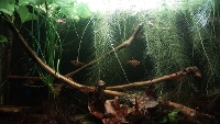Bilde av akvarium