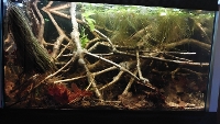 Bilde av akvarium