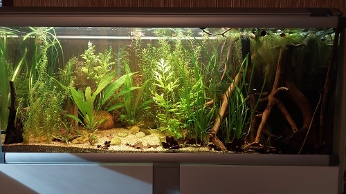 Bilde av akvarium