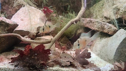 Bilde av akvarium