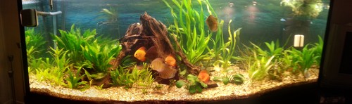 Bilde av akvarium