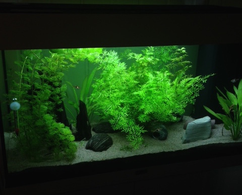 Bilde av akvarium
