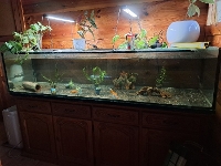 Bilde av akvarium