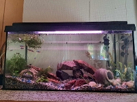 Bilde av akvarium