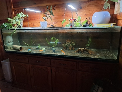 Bilde av akvarium