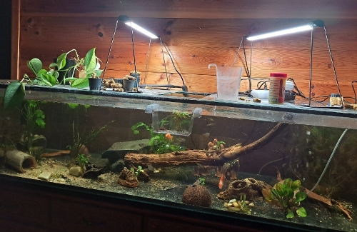Bilde av akvarium
