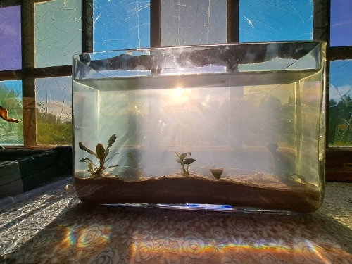 Bilde av akvarium
