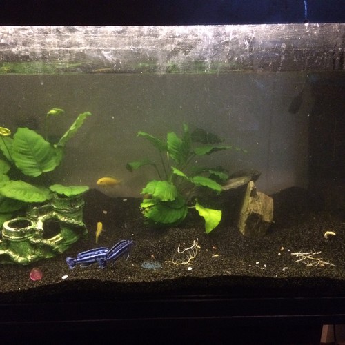 Bilde av akvarium