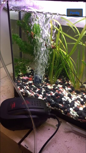 Bilde av akvarium