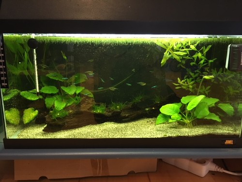 Bilde av akvarium