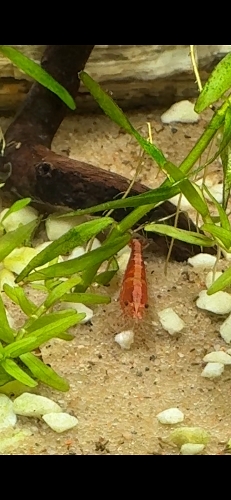 Bilde av akvarium
