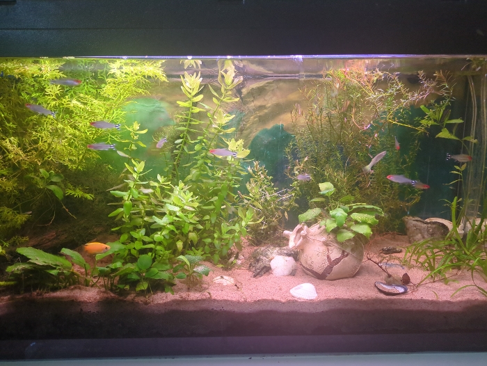 Bilde av akvarium