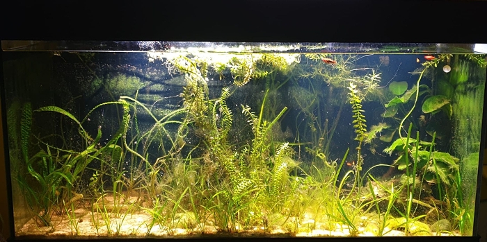 Bilde av akvarium