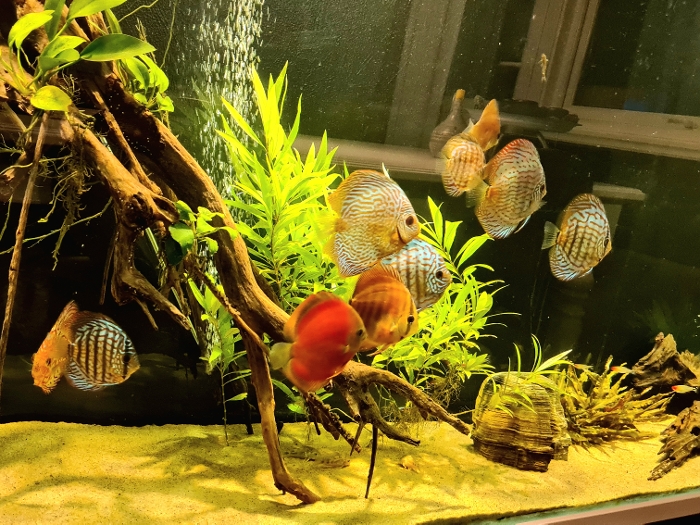 Bilde av akvarium