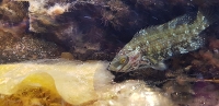 Bilde av akvarium