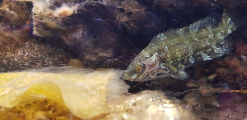 Bilde av akvarium