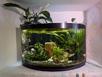 Bilde av akvarium