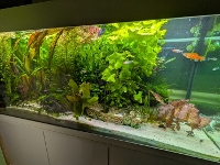 Bilde av akvarium