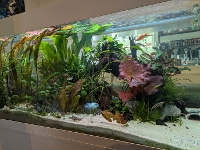 Bilde av akvarium