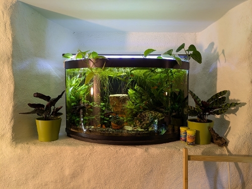 Bilde av akvarium