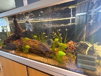 Bilde av akvarium