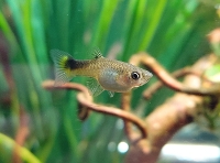 Bilde av akvarium