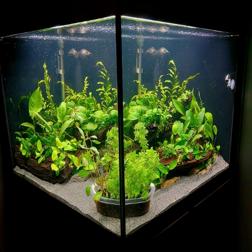 Bilde av akvarium