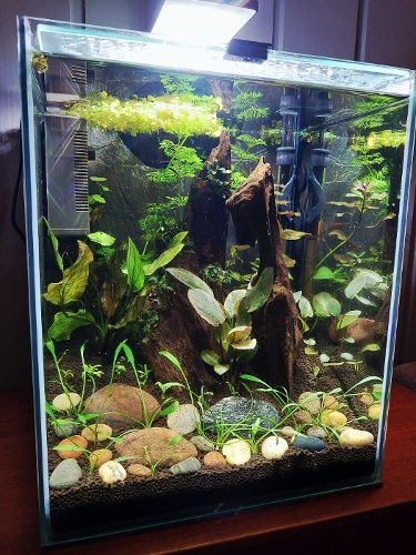 Bilde av akvarium