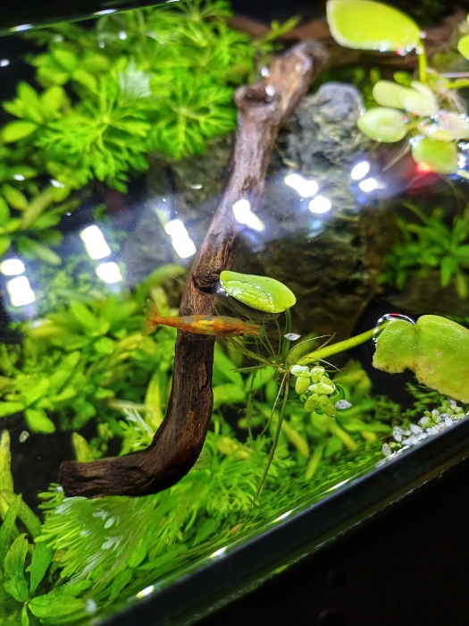 Bilde av akvarium