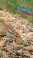 Bilde av akvarium