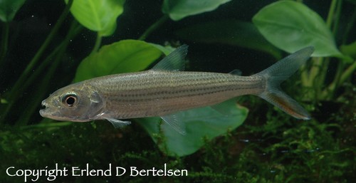 Hydrocynus (Tigerfisk) |