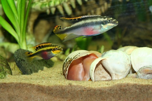 Bilde av Pelvicachromis pulcher (Palettciklide)