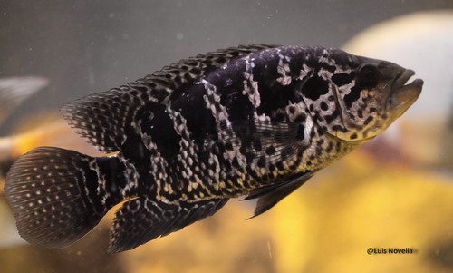 Bilde av Parachromis managuensis (Jaguarciklide)
