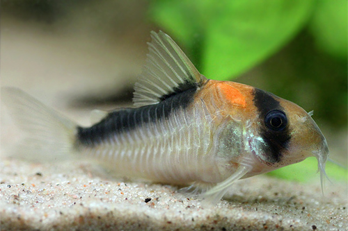 Bilde av Corydoras adolfoi