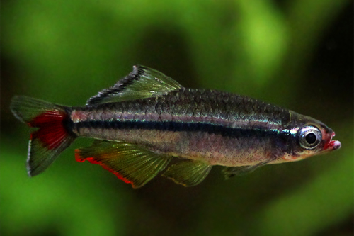 Bilde av Tanichthys micagemmae (Dvergkardinalfisk)
