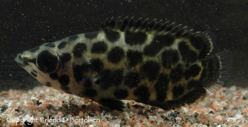 Bilde av Ctenopoma acutirostre (Leopardbuskfisk, Afrikansk klatrefisk)