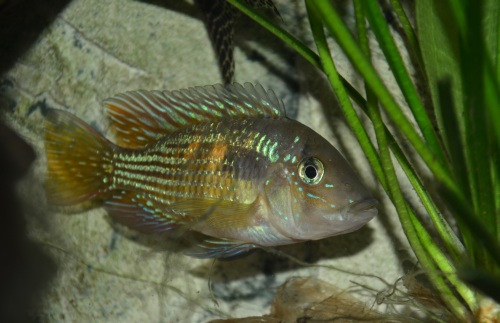 Bilde av Gymnogeophagus rhabdotus