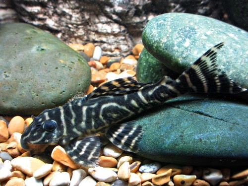 Bilde av Hypancistrus debilittera (Sjokolade-sebrapleco)