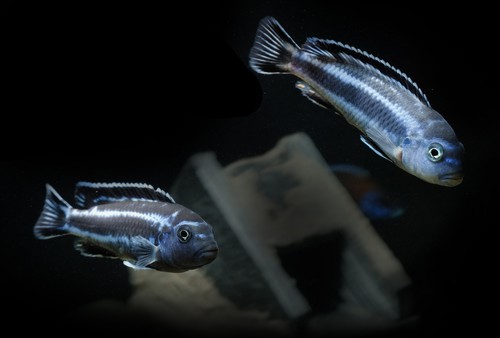 Bilde av Melanochromis cyaneorhabdos