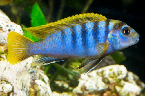 Bilde av Labidochromis sp.´Mbamba´