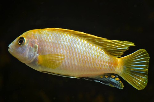 Bilde av Labidochromis sp. ´Perlmutt´
