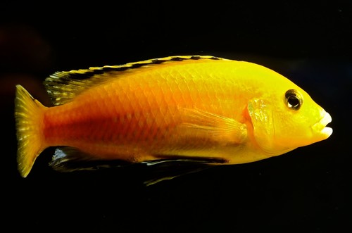 Bilde av Labidochromis caeruleus (Golden)