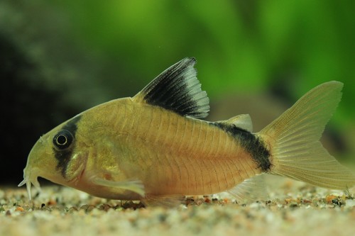 Bilde av Corydoras metae (Svartryggpansermalle)