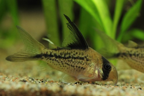 Bilde av Corydoras sp. C003