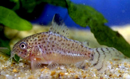 Bilde av Corydoras punctatus