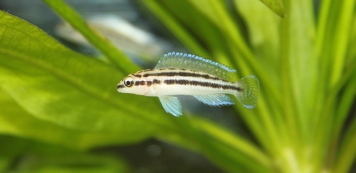 Bilde av Julidochromis dickfeldi