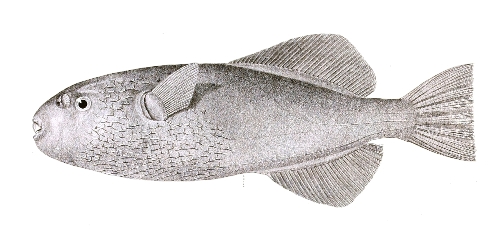 © Day, Francis (1878) The Fishes of India. Volume 2