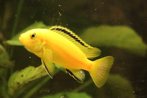 Bilde av Labidochromis caeruleus (Golden)