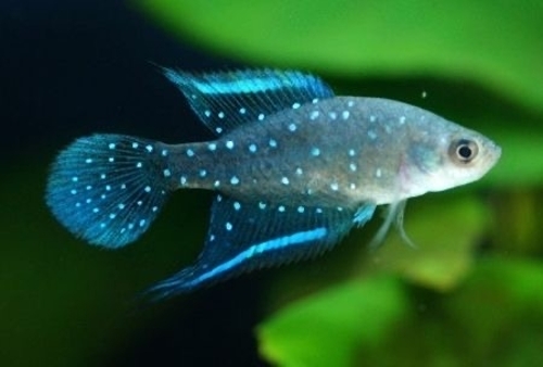 &copy; Hermine Meidell