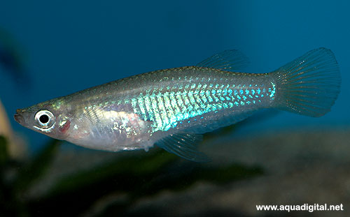 Bilde av Alfaro cultratus (Levendefødende knivfisk)